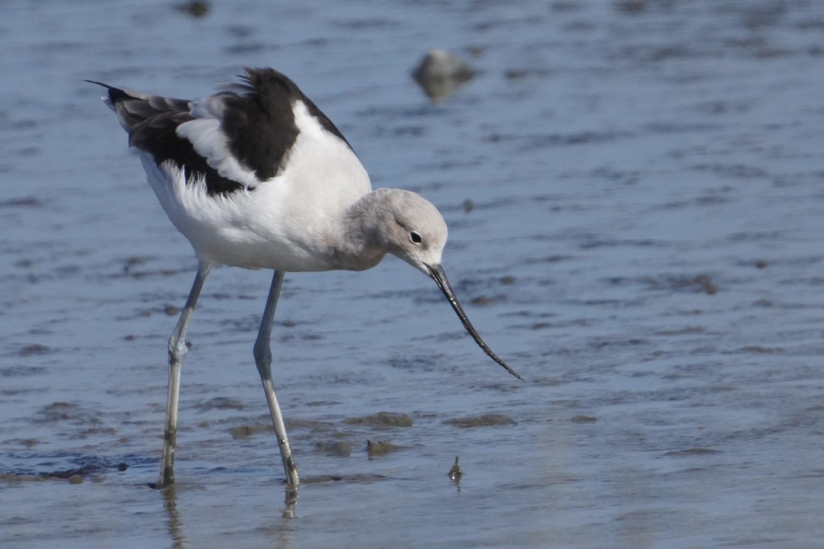 American Avocet - ML535076931