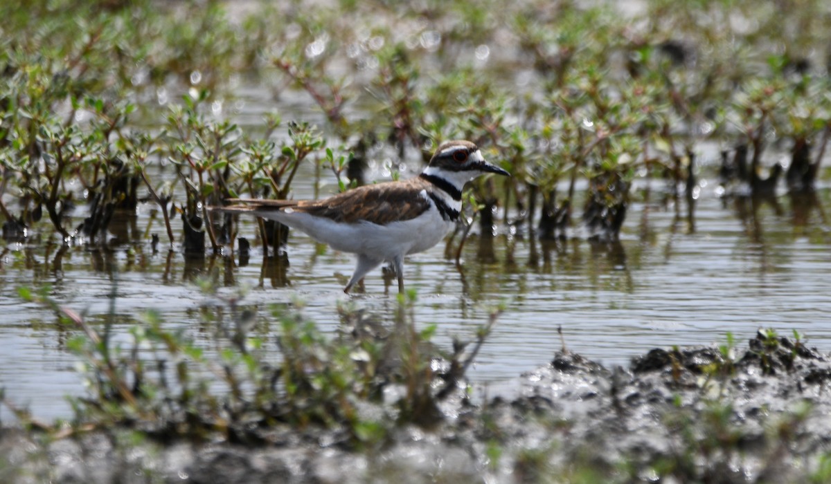 Killdeer - ML535079531