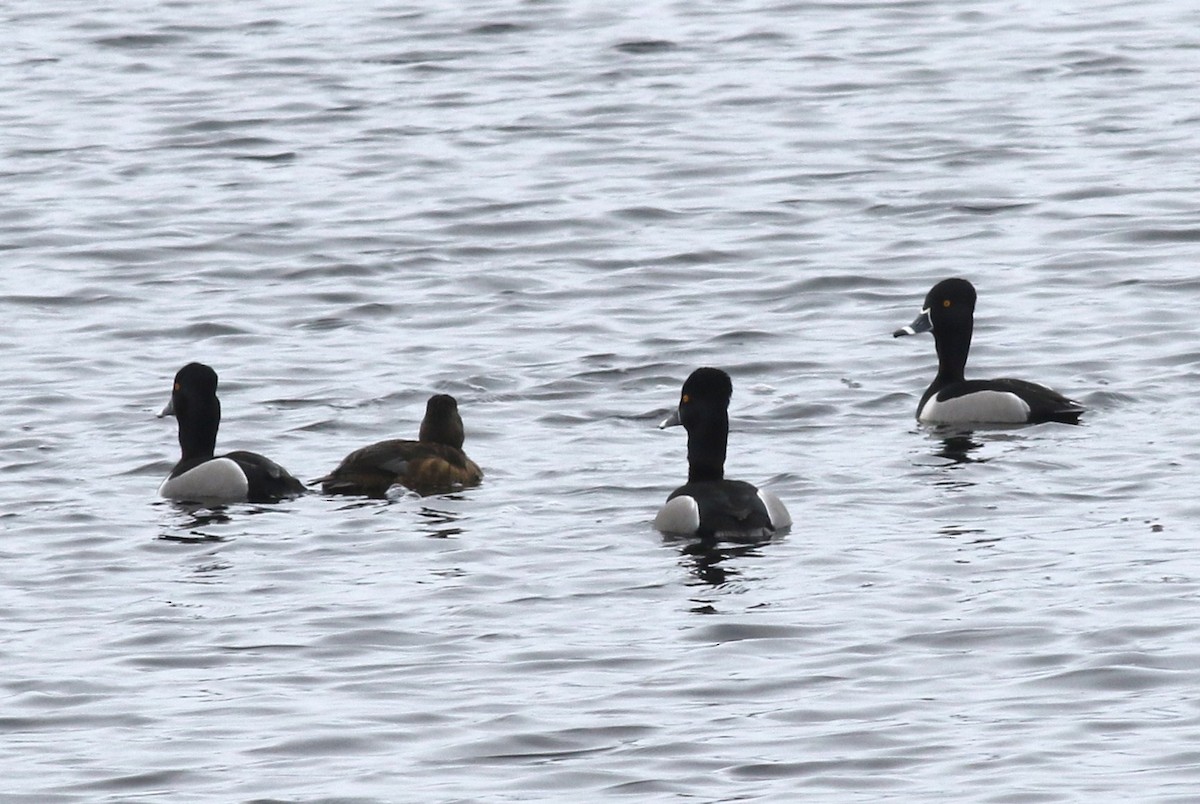 Ring-necked Duck - ML53507991