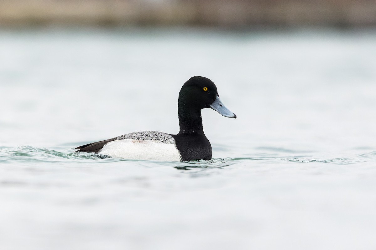 Lesser Scaup - Cesar Ponce