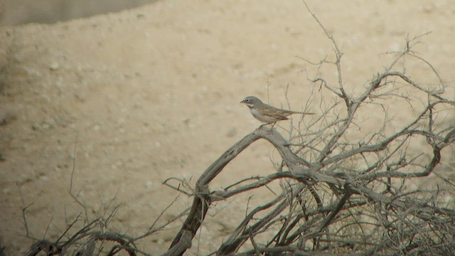 Bell's Sparrow - ML535082561