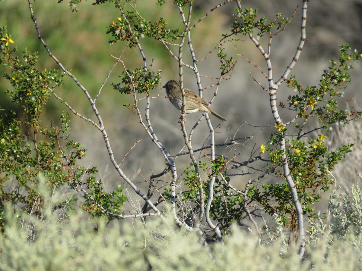 Lincoln's Sparrow - ML53508331