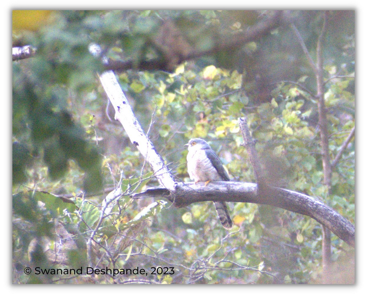 Common Hawk-Cuckoo - ML535084131