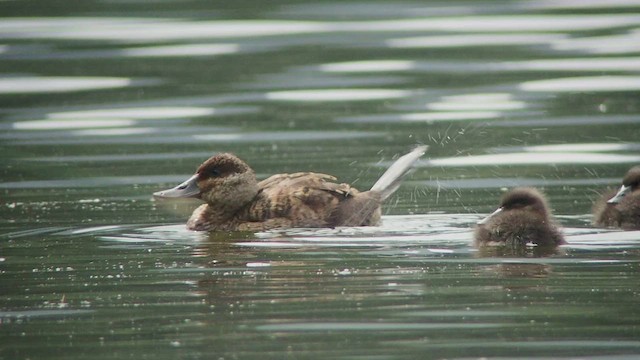 Ruddy Duck - ML535086911