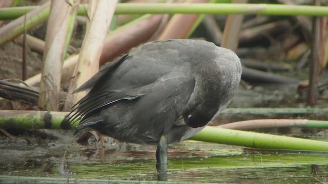 Foulque d'Amérique - ML535087651