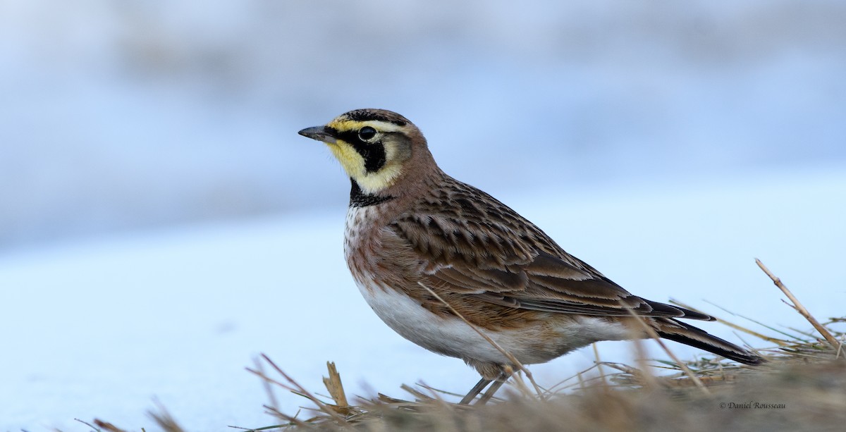 Horned Lark - ML535088531