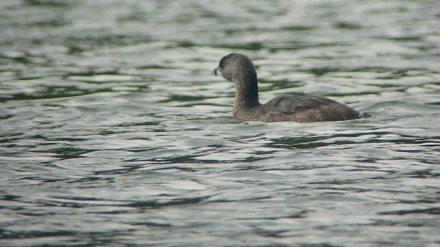 Pied-billed Grebe - ML535088651