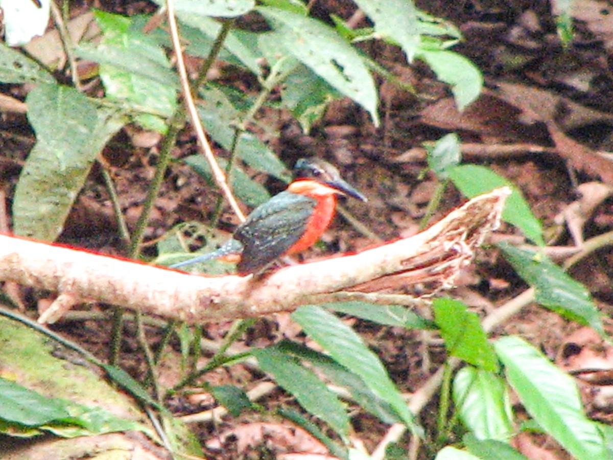 Green-and-rufous Kingfisher - ML535089161