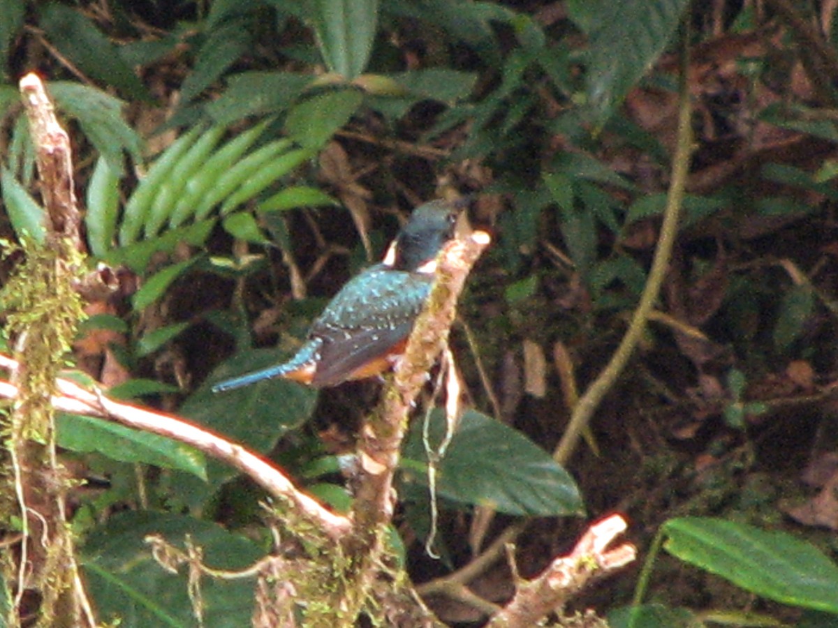 Martin-pêcheur bicolore - ML535089171