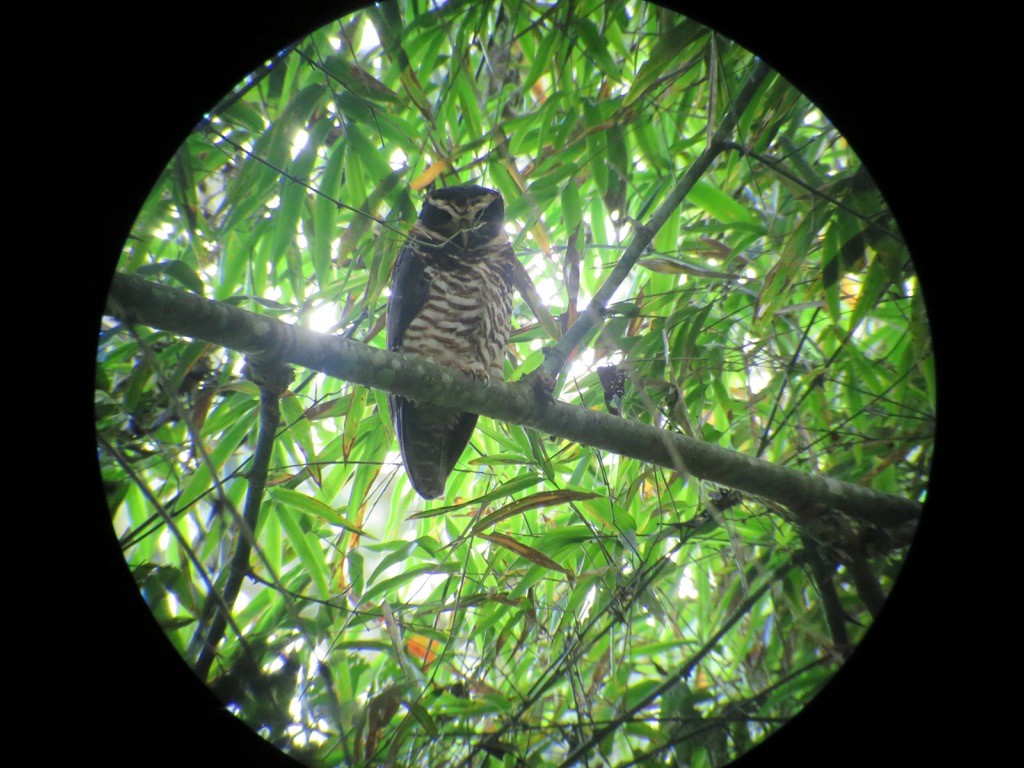 Band-bellied Owl - jeffrey bearce