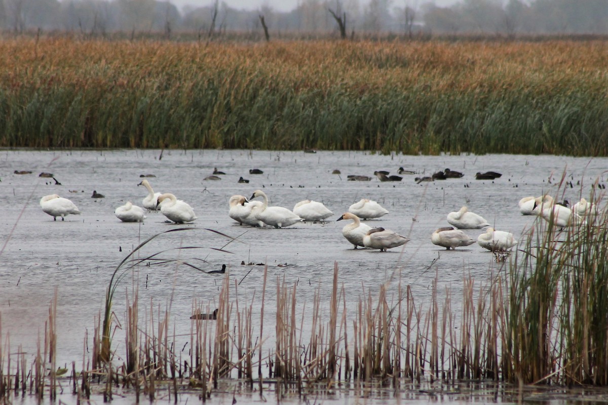 Tundra Swan - ML535090291