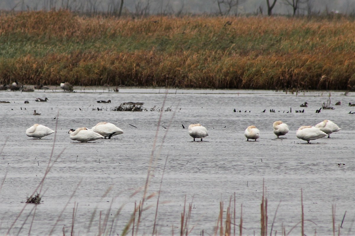 Tundra Swan - ML535090331