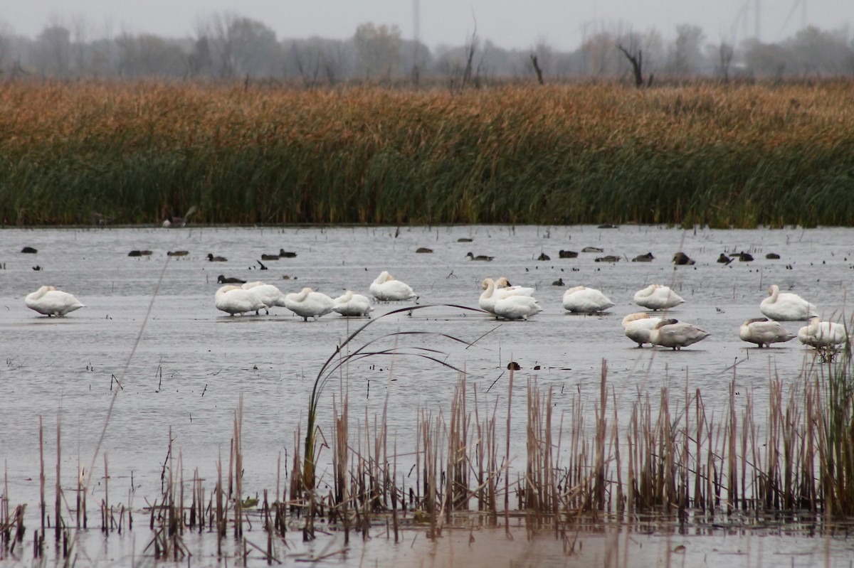 Tundra Swan - Andrew Staufer