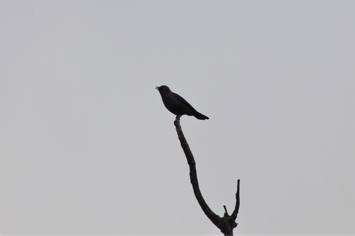 Rusty Blackbird - ML535090561