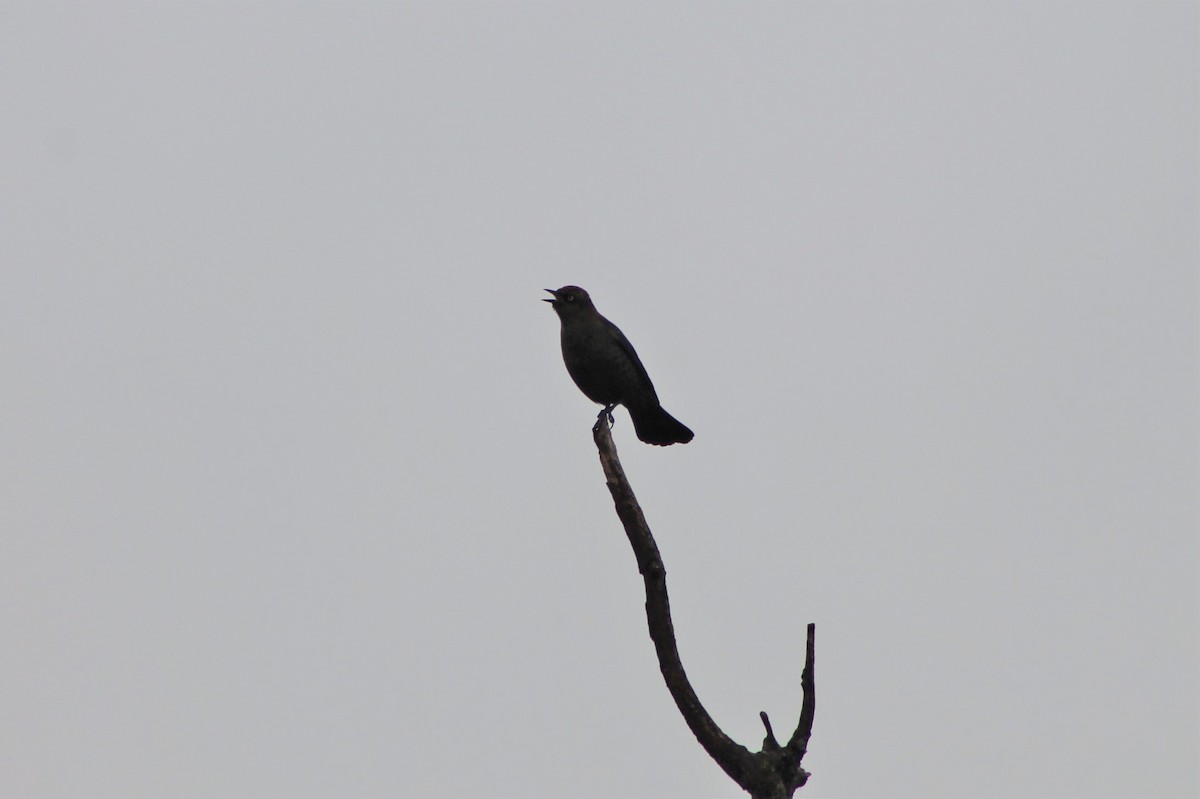 Rusty Blackbird - ML535090571