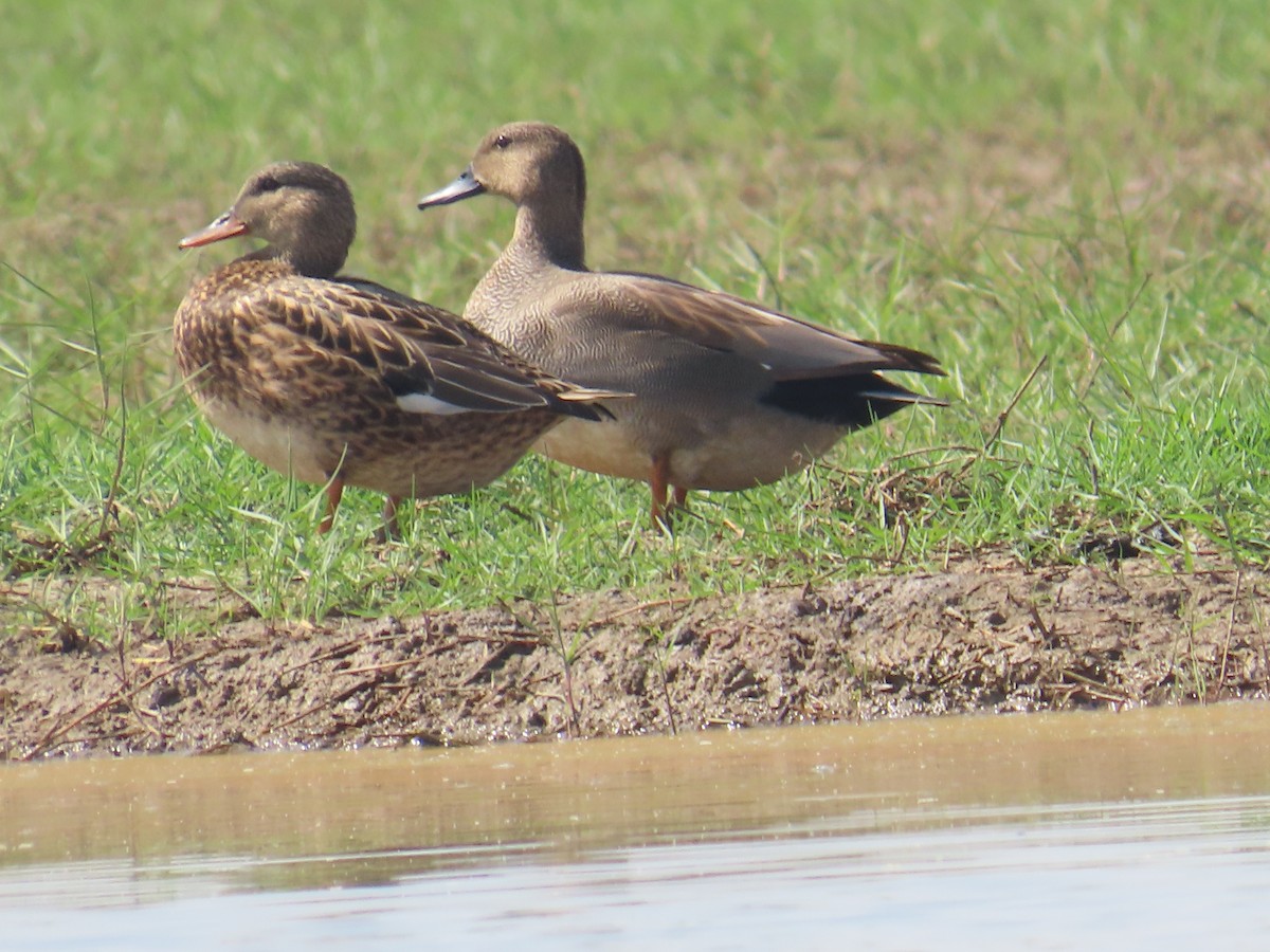 Gadwall - Latha Raghavendra