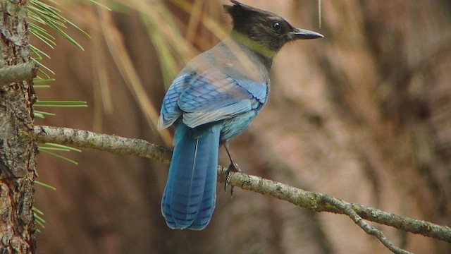 Steller's Jay - ML535091021