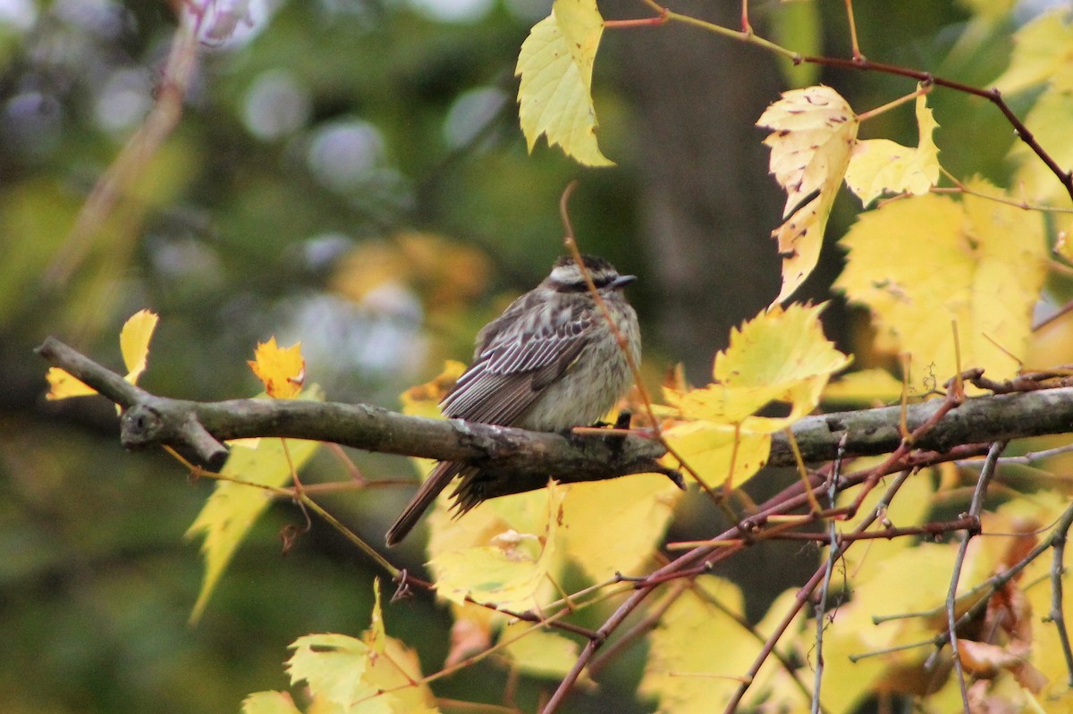 Variegated Flycatcher - ML535091491