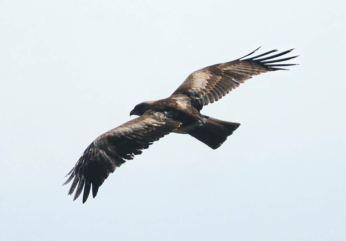 Booted Eagle - ML535092001