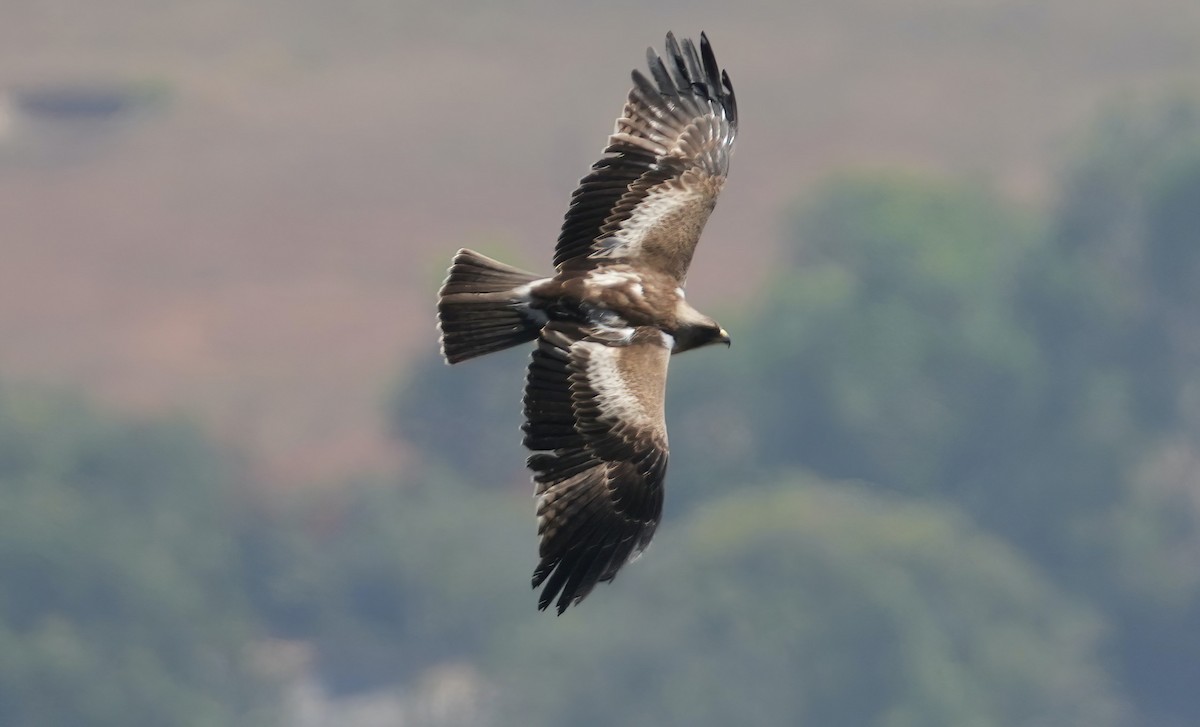 Booted Eagle - ML535092221