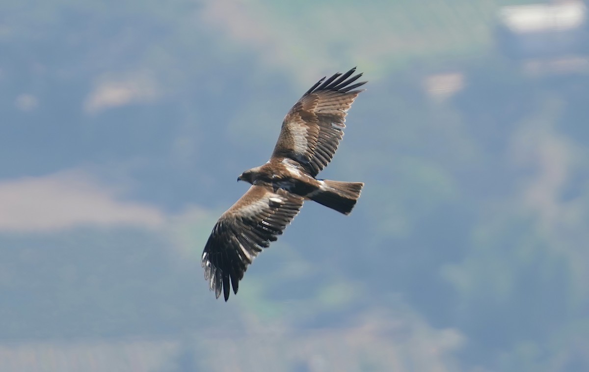 Booted Eagle - ML535092241