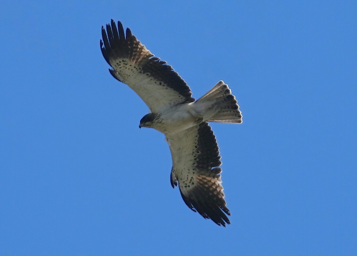 Booted Eagle - ML535092251