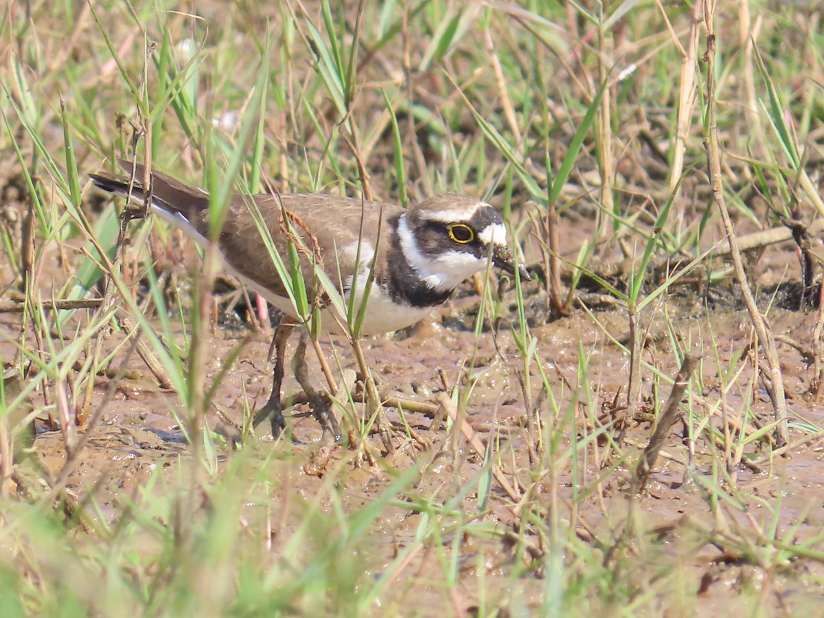 Little Ringed Plover - Latha Raghavendra