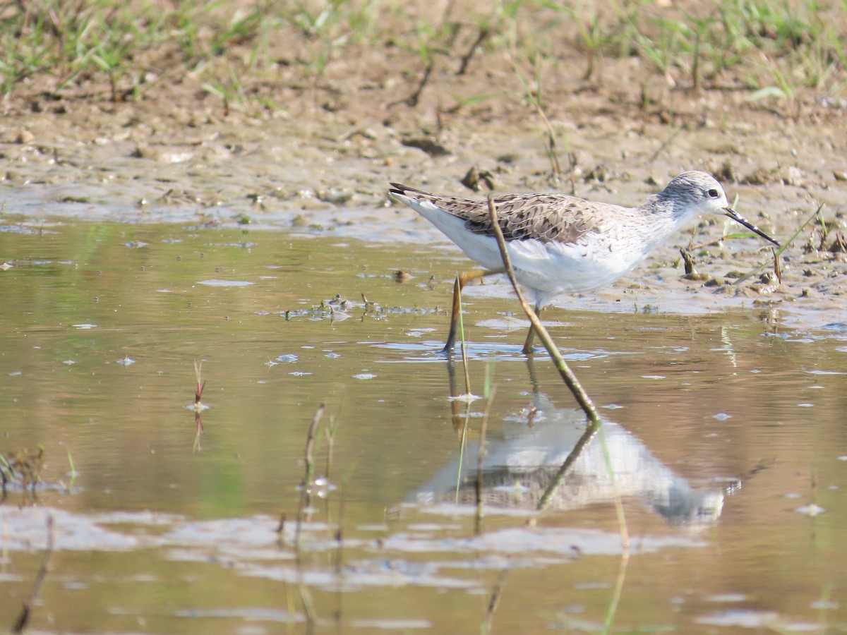 Marsh Sandpiper - Latha Raghavendra