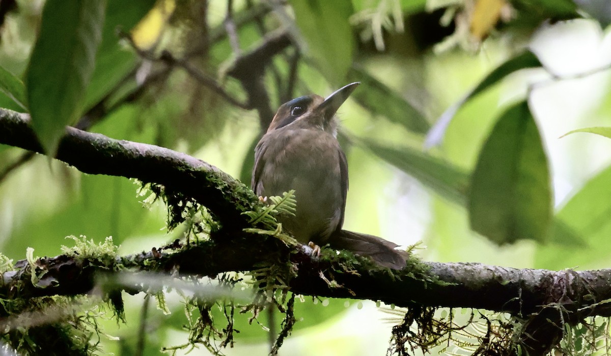 Tody Motmot - ML535095501