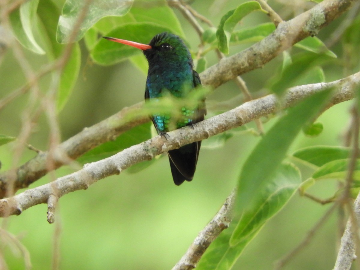 Glittering-bellied Emerald - ML535095791