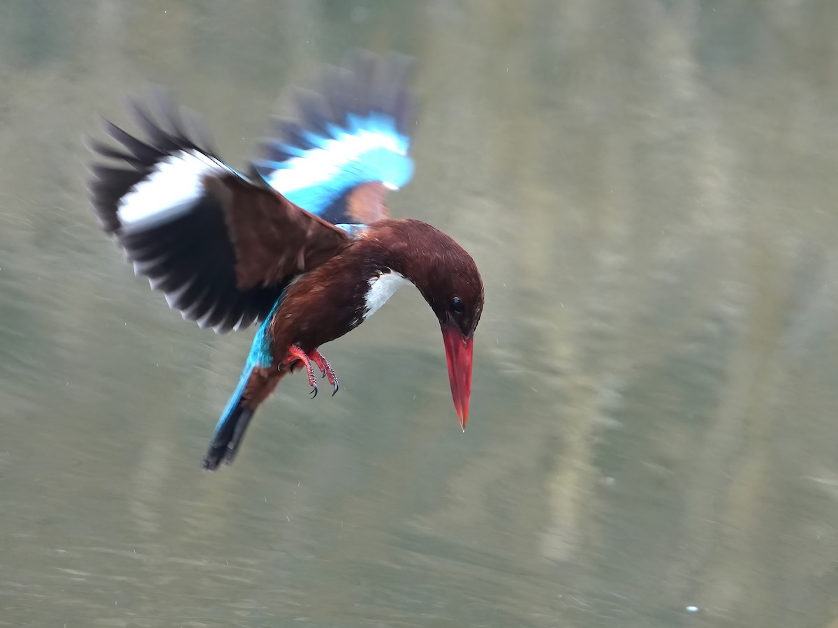 White-throated Kingfisher - ML535095871