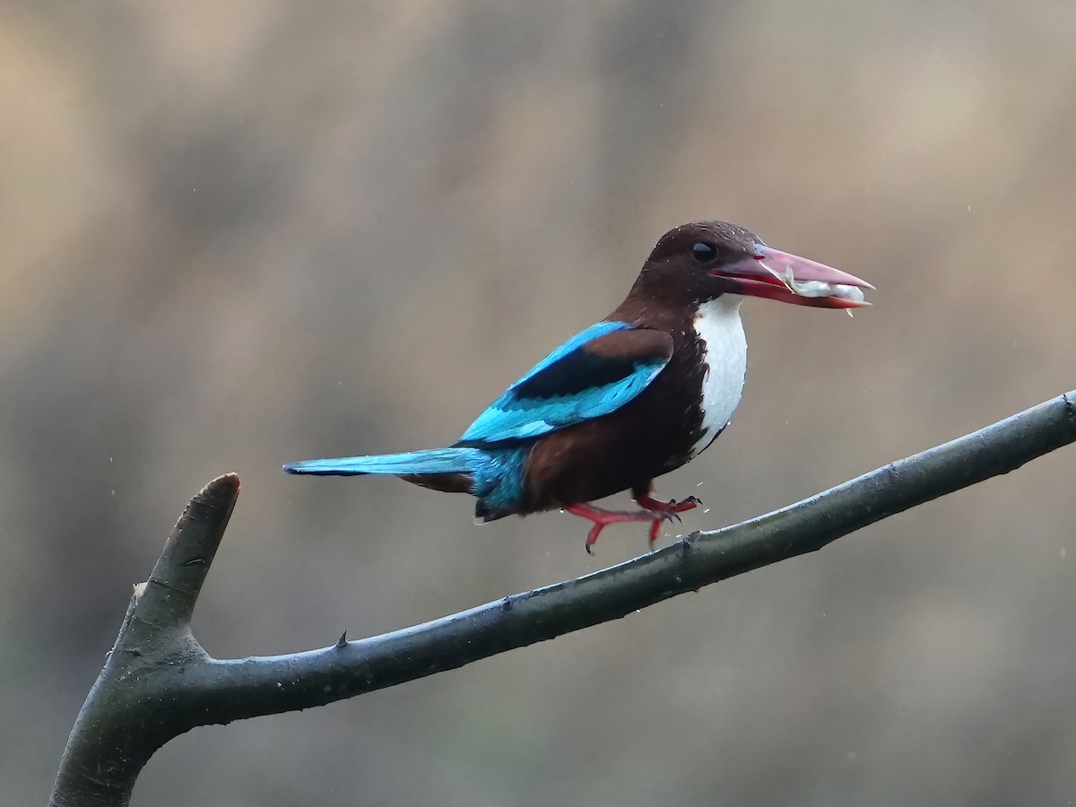 White-throated Kingfisher - ML535095941