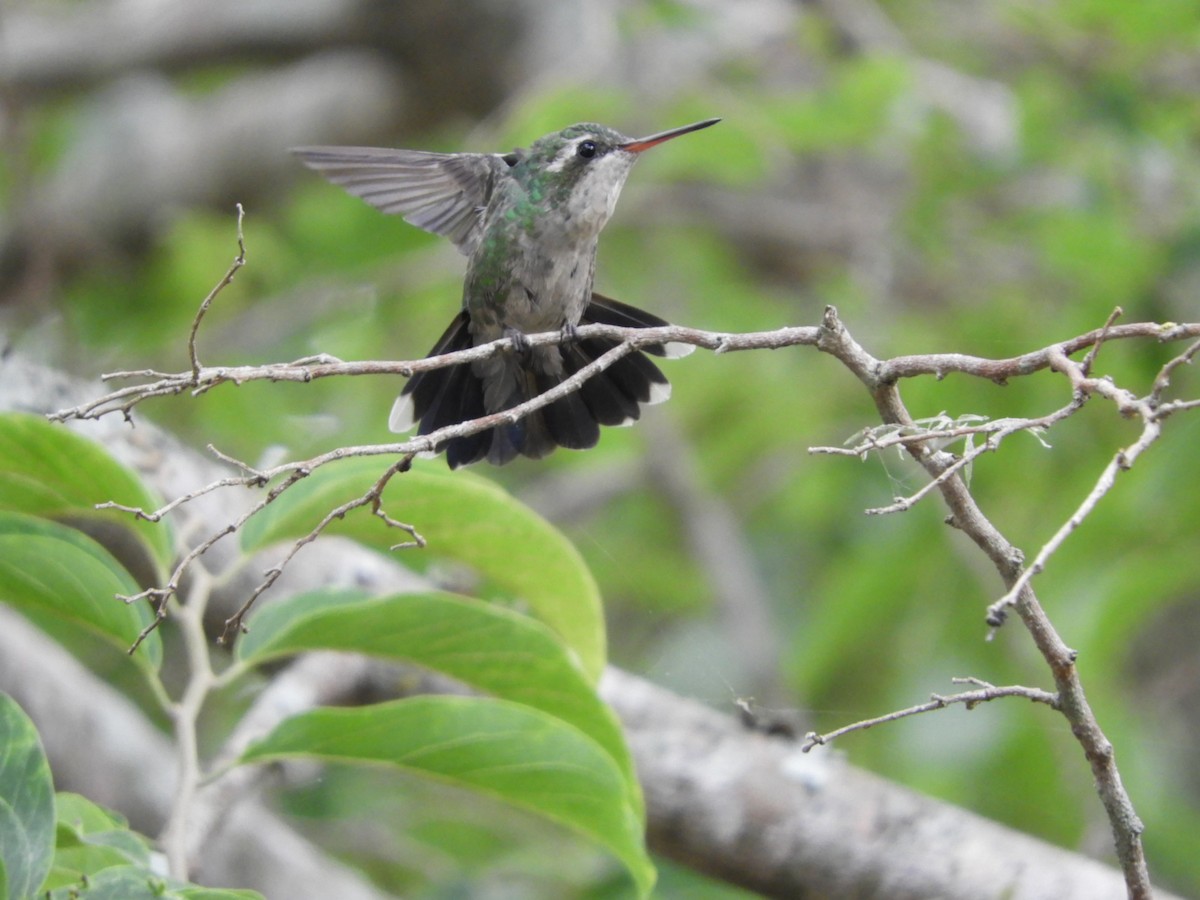 Glittering-bellied Emerald - ML535095991