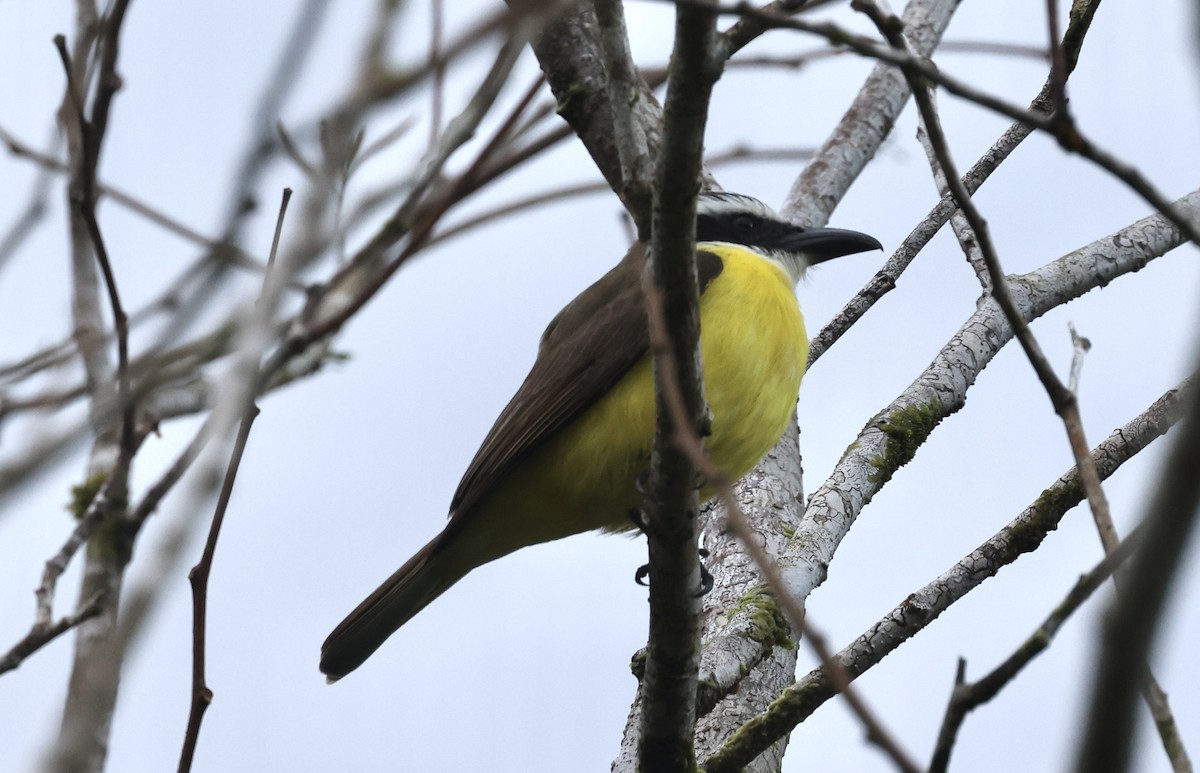 Boat-billed Flycatcher - ML535096731