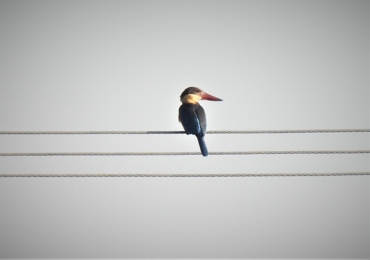 Stork-billed Kingfisher - ML535097081