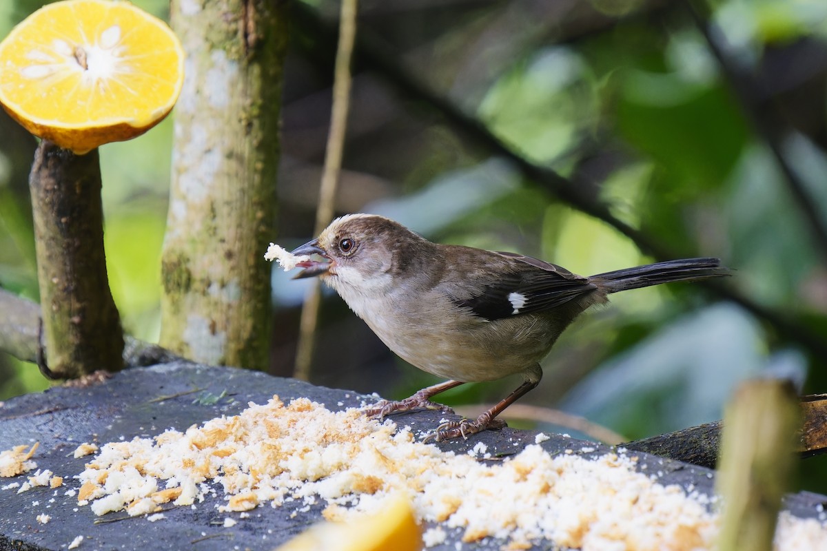 Pale-headed Brushfinch - Holger Teichmann