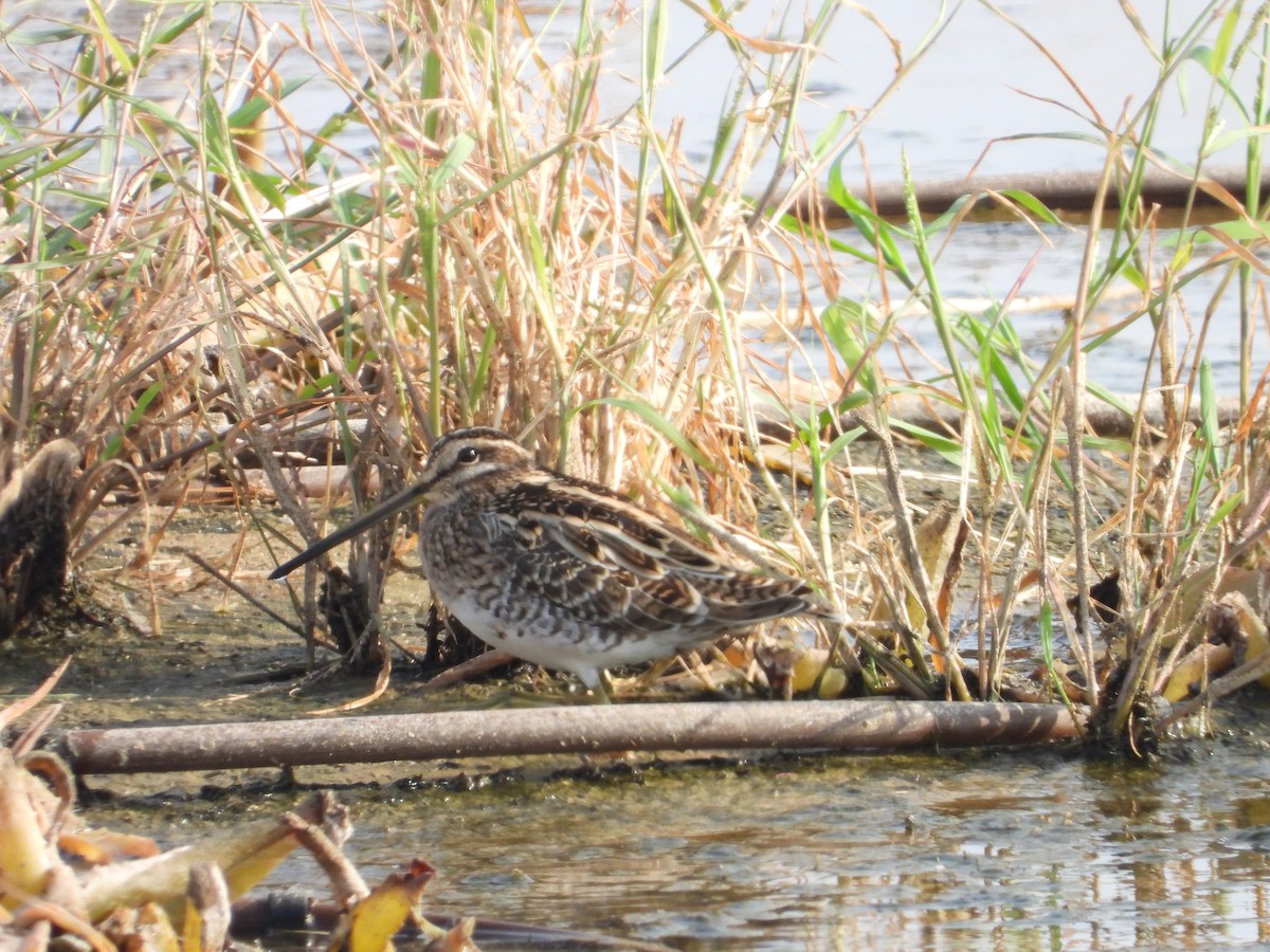 Common Snipe - ML535100481