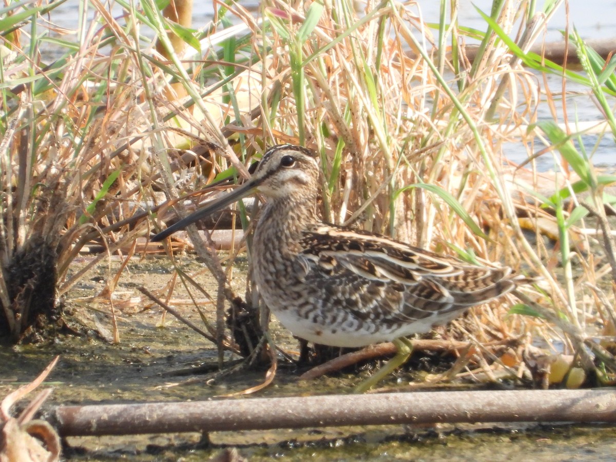 Common Snipe - ML535100491