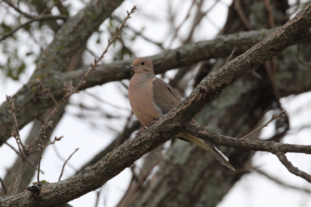 Mourning Dove - ML535100901