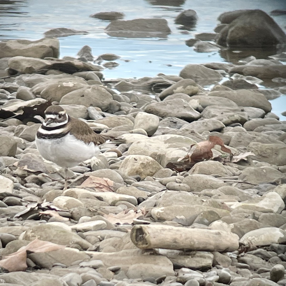 Killdeer - Leah Dodd