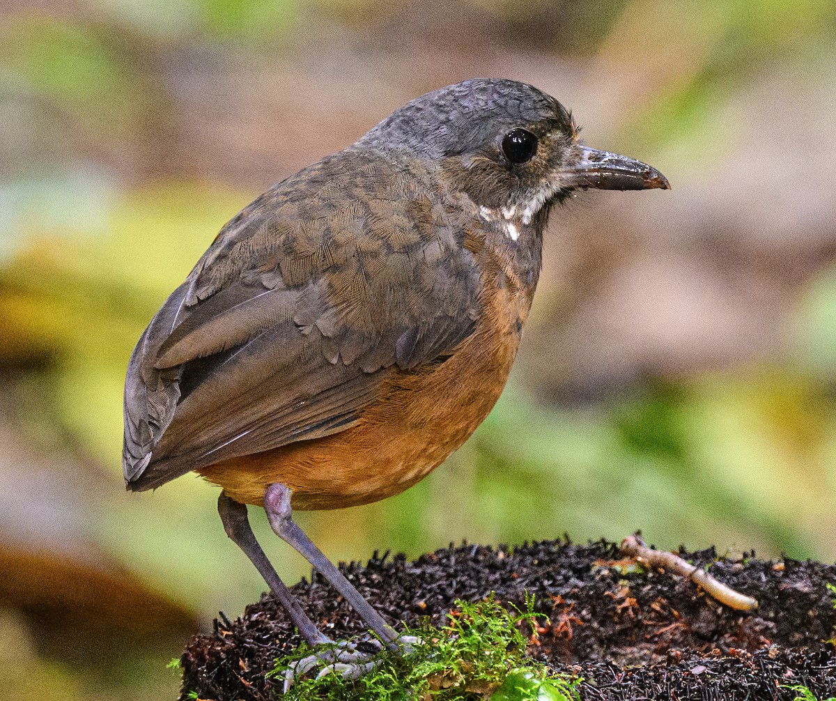 Moustached Antpitta - ML535102071