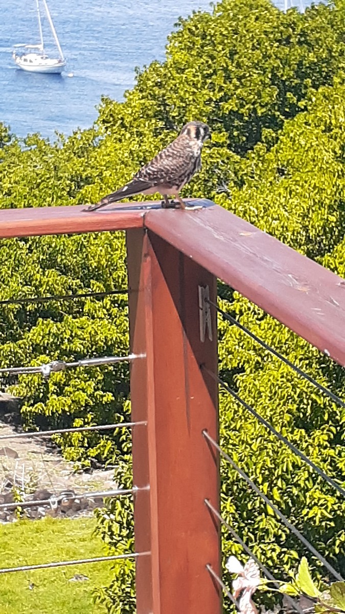 American Kestrel - ML535103391