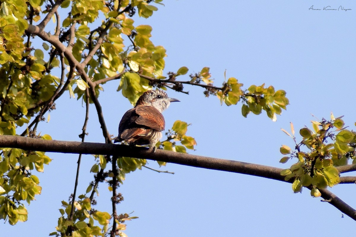 Banded Bay Cuckoo - ML535103641