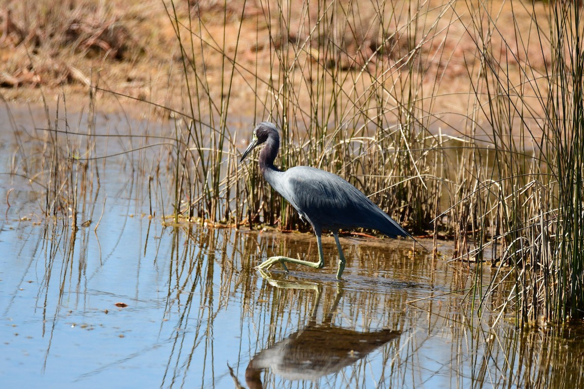 Little Blue Heron - ML535104691