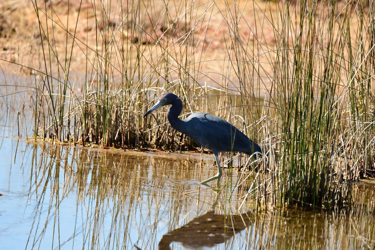 Little Blue Heron - ML535104701