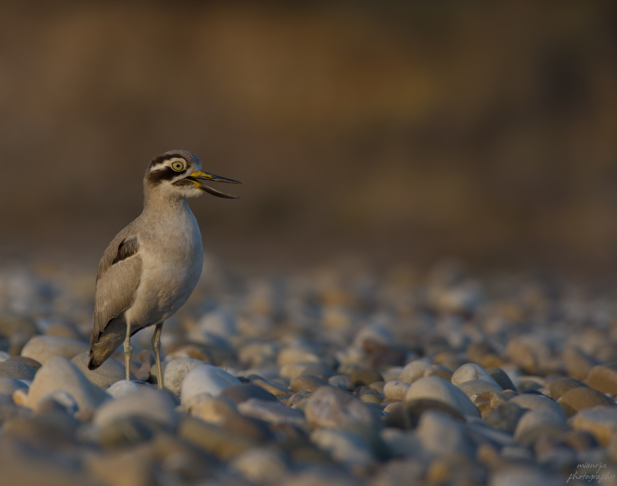 Great Thick-knee - ML535105541