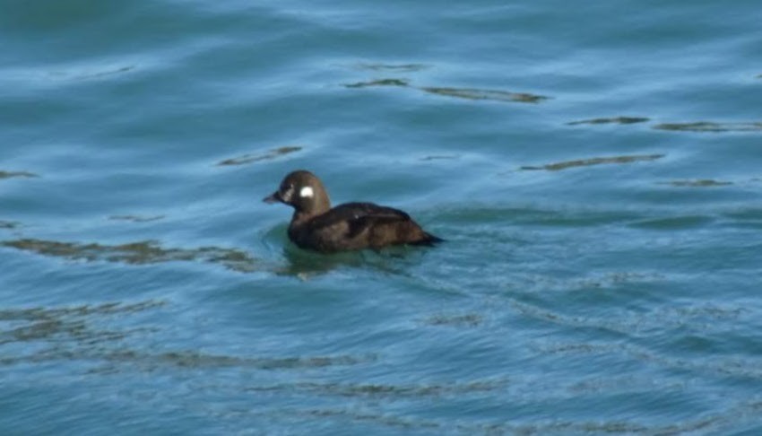 Harlequin Duck - ML535105811