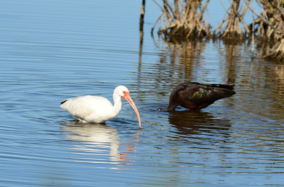 Ibis blanc - ML535106611