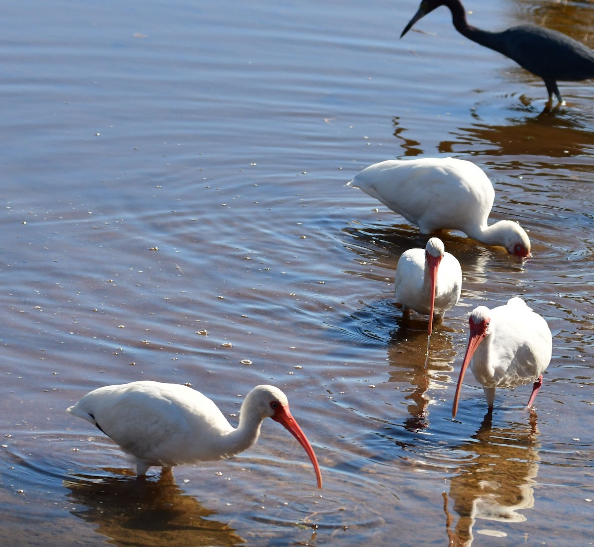 White Ibis - Ken Beckley