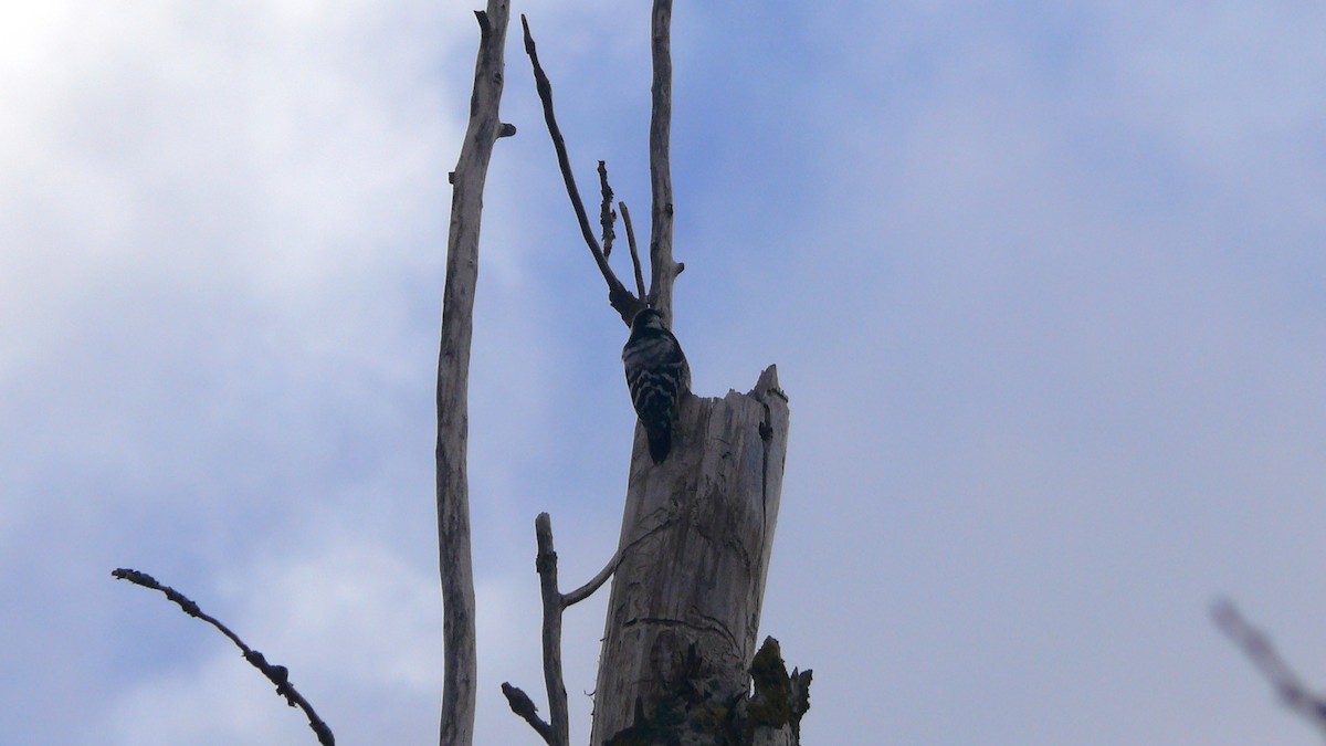 Lesser Spotted Woodpecker - ML535106911